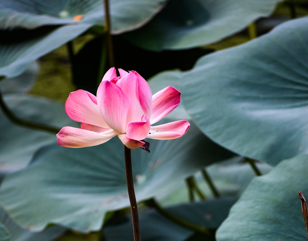 Photo Lotus Spiral